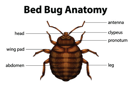 bed bug diagram Protech Pros