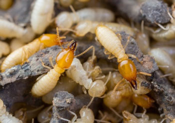 What attracts Termites